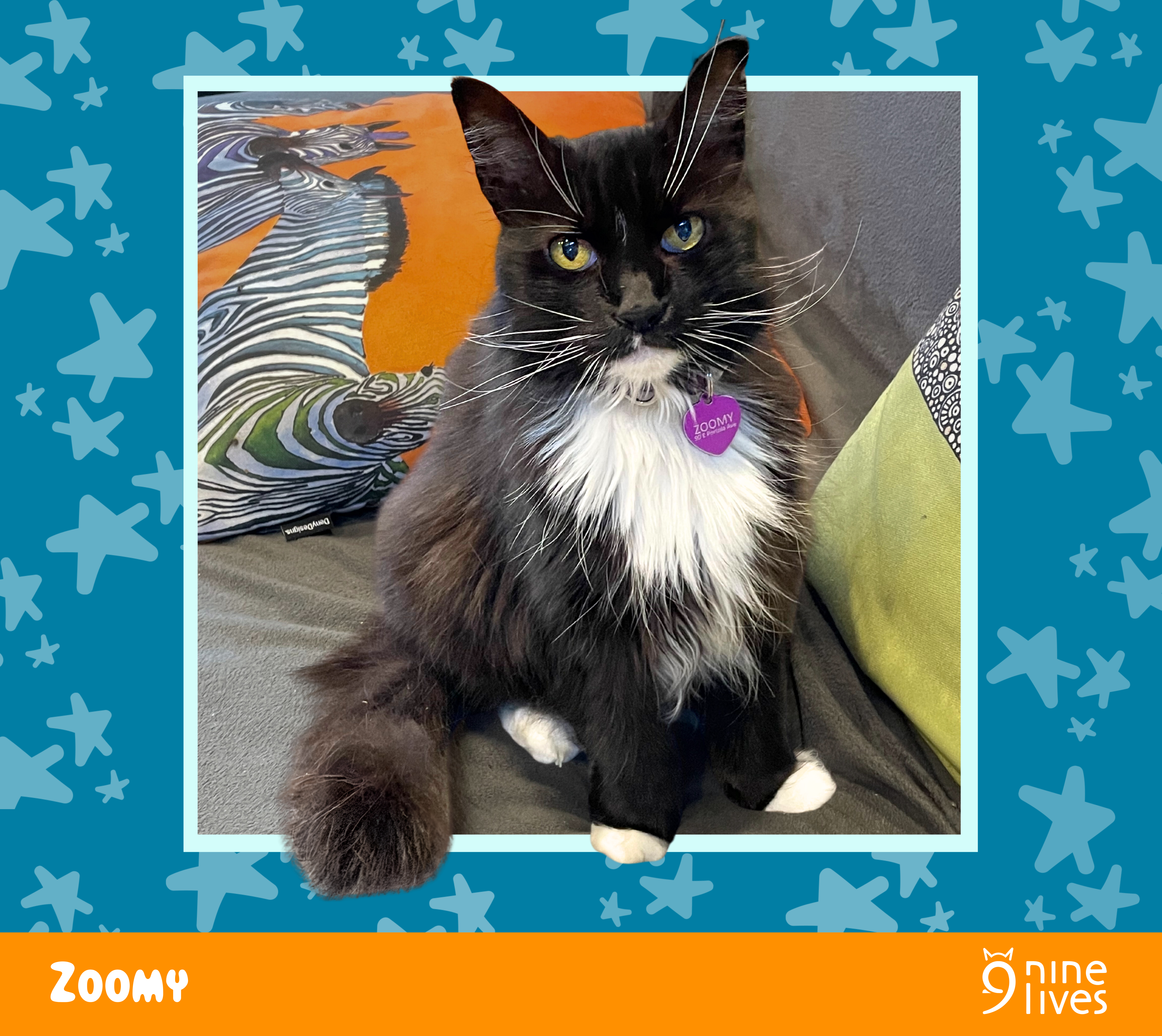 Zoomy